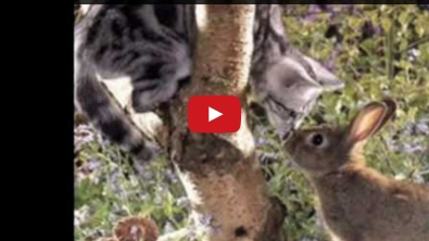 Illustration : La Tolérance Des Animaux! Superbe vidéo!