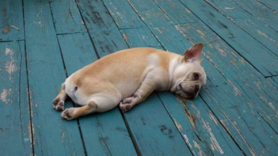 Illustration : Top 12 des animaux qui ont finalement décidé de tout lâcher pour une bonne sieste!