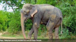 Illustration : "Enfin, un éléphant torturé pendant près de 50 ans vient d'être libéré."