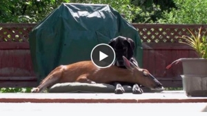 Illustration : "Découvrez l'attendrissante relation entre cette biche et cette Chienne!"