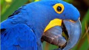 Illustration : "13 superbes photos d'animaux parés de bleu"