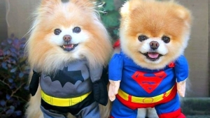 Illustration : "Découvrez Boo et Buddy, le duo de chiens le plus célèbre du web!"