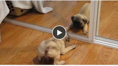 Illustration : Cute: Cet attendrissant petit chien vient de découvrir son reflet