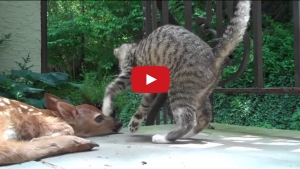 Illustration : "Quand un chat et un faon deviennent les meilleurs amis du monde!"