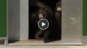 Illustration : "Après 30 ans d'emprisonnement, ces chimpanzés découvrent la lumière du jour!"