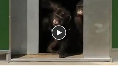 Illustration : Après 30 ans d'emprisonnement, ces chimpanzés découvrent la lumière du jour!