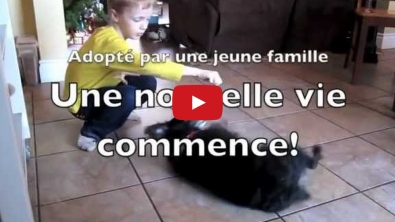 Illustration : Découvrez l'adoption touchante de Chico, l'adorable chien aux 1001 tours!