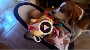 Illustration : "Ce chien essaye de se faire pardonner après avoir volé le jouet d’un bébé"