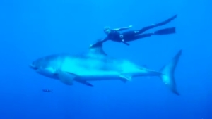 Illustration : "A la rencontre d'Ocean Ramsey, l'apnéiste qui dansait avec les grands requins blancs"