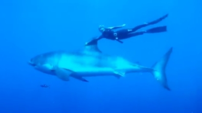 Illustration : "A la rencontre d'Ocean Ramsey, l'apnéiste qui dansait avec les grands requins blancs"
