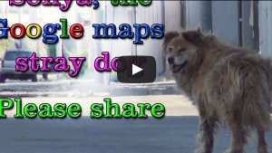 Illustration : "Sonya, une chienne errante sauvée grâce à Google Maps"