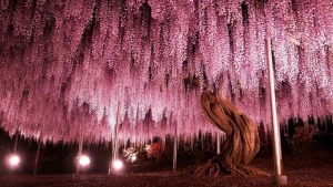 Illustration : "La plus grande glycine du Japon ressemble à un ciel rose"