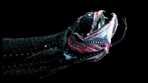 Illustration : "10 terrifiantes créatures du monde marin"