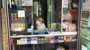 Illustration : "Au Japon, c'est un chien qui se charge de vous accueillir dans cette boutique"