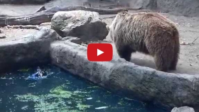 Illustration : Découvrez le magnifique sauvetage d'un corbeau par un Ours brun au Zoo de Budapest.