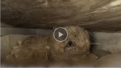 Illustration : L'attendrissant sauvetage d’un chien attendant le retour de son maitre décédé depuis 1 an.