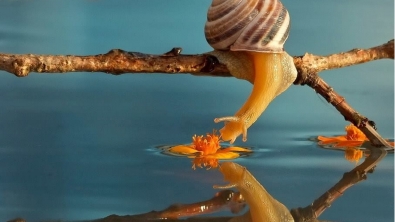 Illustration : Découvrez le monde impressionnant des escargots à travers l'objectif de Vyacheslav Mishchenko (15 photos)