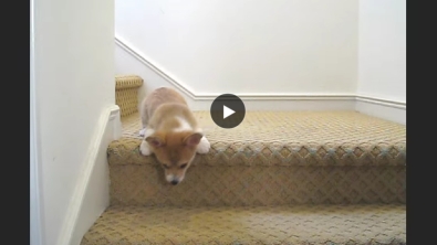 Illustration : Cet adorable bébé Corgi va descendre les escaliers pour la première fois. La suite est trop mignonne!