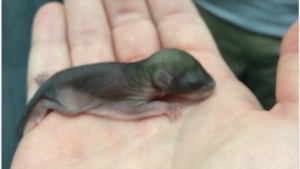 Il A Trouve Ce Bebe Ecureuil A Moitie Mort Dans La Rue La Suite Est A Couper Le Souffle Il A Trouve Ce Bebe Ecureuil A Moitie Mort Dans La Rue La Suite Est A Couper Le Souffle