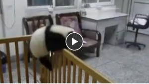 Illustration : "Rester enfermer dans cette cage? Surement pas, ce magnifique Panda est un pro de l'évasion!"