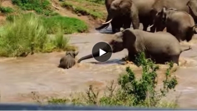 Illustration : L'incroyable sauvetage d'un bébé éléphant secouru par deux membres de son troupeau!