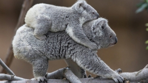 Top 12 Des Bebes Animaux Qui Font Tout Comme Leurs Parents