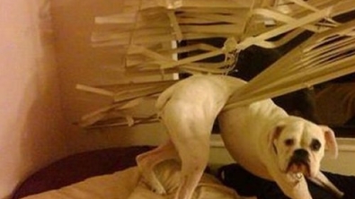 Illustration : 10 photos d'animaux en mauvaise posture et qui ont l'air un peu ridicule