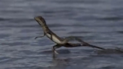 Illustration : "Voici Basilics plumifrons, un lézard capable de courir sur l'eau"