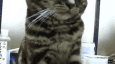 Illustration : "Ils sont à bout et le font savoir : Top 10 des chats malmenés par la vie"