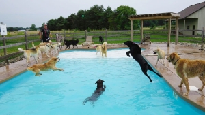 Illustration : "Voici la pool party pour chiens"