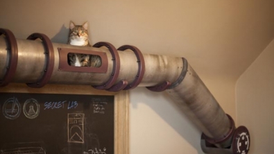 Illustration : 13 aménagements astucieux pour animaux de compagnie