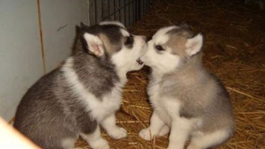 Illustration : "La minute tendresse : 15 photos d'animaux qui se font des bisous"