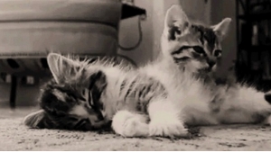 Illustration : "12 séquences ultra mignonnes de chatons endormis, ou sur le point de s'endormir"