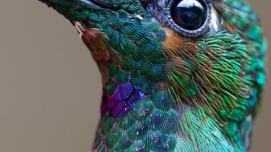 Illustration : Toute la beauté du colibri en 10 photos