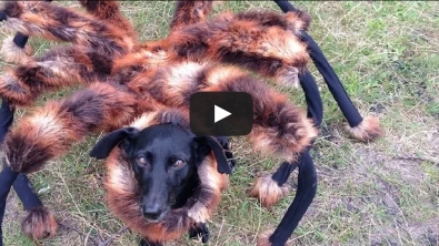 Illustration : "Que feriez-vous si vous tombiez sur ce chien araignée? Regardez la réaction des gens..."