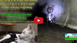 Illustration : "Regardez ce que cet homme a fait pour ce pauvre chien vivant dans un tuyau sous une autoroute. "