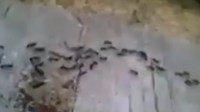 Illustration : L'union fait la force, même (surtout) chez les fourmis