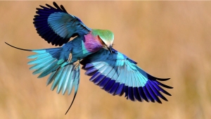 Illustration : "19 espèces d'oiseaux peu connues. Une véritable mosaïque animale de couleurs"