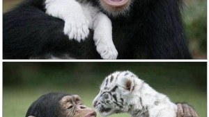 Illustration : "Ils ne sont pas de la même espèce, mais sont pourtant d'inséparables amis. Découvrez ces magnifiques 28 photos"