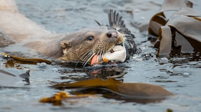 Illustration : Les 14 photos lauréates de la British Wildlife Photography