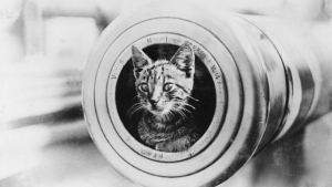 Illustration : "20 photos de chats qui ont vu la guerre de près"
