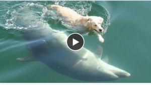 Illustration : "Tous les matins, ce chien et ce dauphin se retrouvent pour jouer, une merveilleuse amitié..."