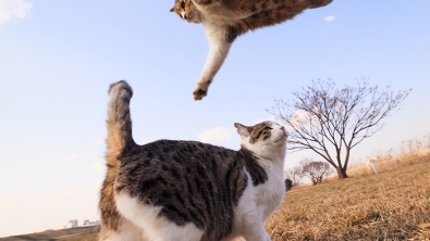 Illustration : "18 photos qui prouvent que les chats sautent comme de vrais ninjas"