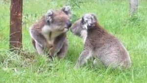 Illustration : "Voici à quoi ressemble une bagarre de koalas"