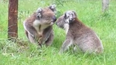 Illustration : "Voici à quoi ressemble une bagarre de koalas"