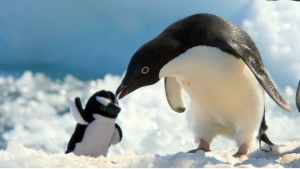 Illustration : "22 animaux photgraphiés aux côtés de peluches qui leur ressemblent comme deux gouttes d'eau"