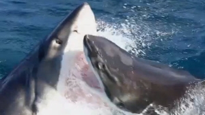 Illustration : "Scène extrêmement rare : un grand requin blanc en attaque un autre"