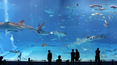 Illustration : Quelques précieuses minutes d'intense relaxation face à un aquarium géant