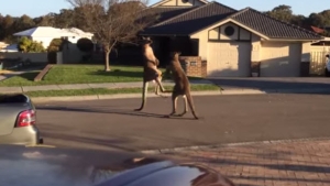 Illustration : "Visiblement, ces deux kangourous ne s'apprécient pas"