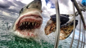 Illustration : "Découvrez cette époustouflante photo de grand requin blanc à la gueule grande ouverte"